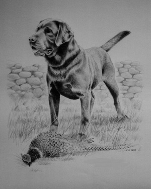 Graphite drawng commission of Labrador dog